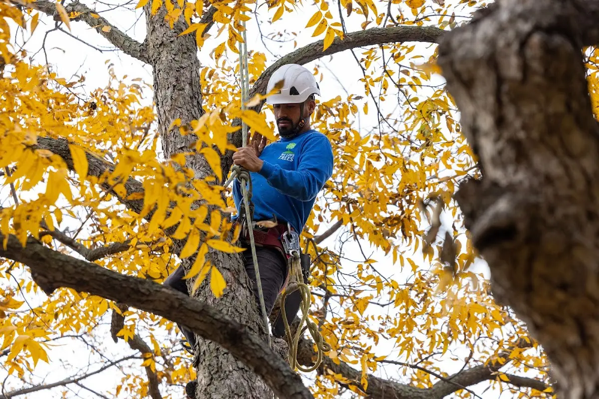 Skilled Tree Trimming crew working in Allentown